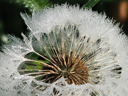 Pusteblume mit Tau