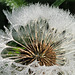 Pusteblume mit Tau