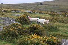 Dartmoor