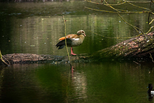 Egyptian goose