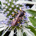 20230719 2460CPw [D~LIP] Flachblättriger Mannstreu (Eryngium planum), Bienenjagende Knotenwespe (Cerceris rybyensis), Bad Salzuflen