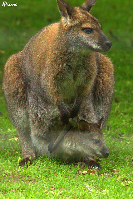 Wallabies