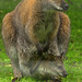 Wallabies