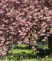 spring corner