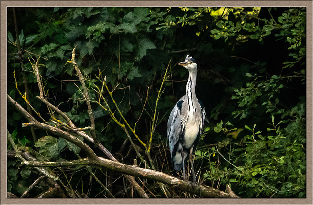 Grey heron