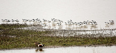 Avocets