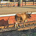GANDIDHAM, Gujarat