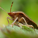 Green Shieldbug (Palomena prasina)