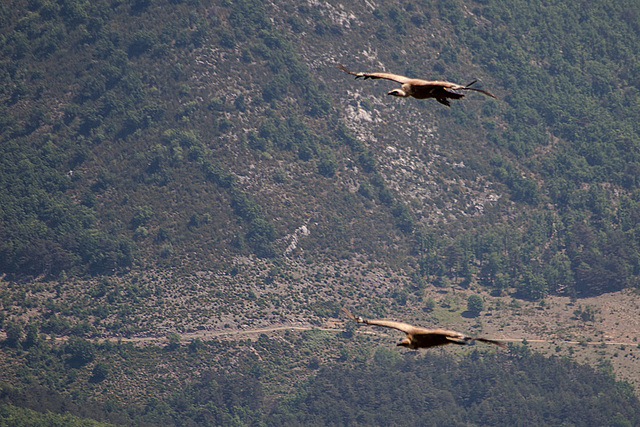 20150529 8309VRAw [R~F] Gänsegeier, Gorges du Verdon, Cote d'Azur