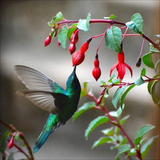 Colibrì.