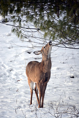 Are pine needles good to eat?