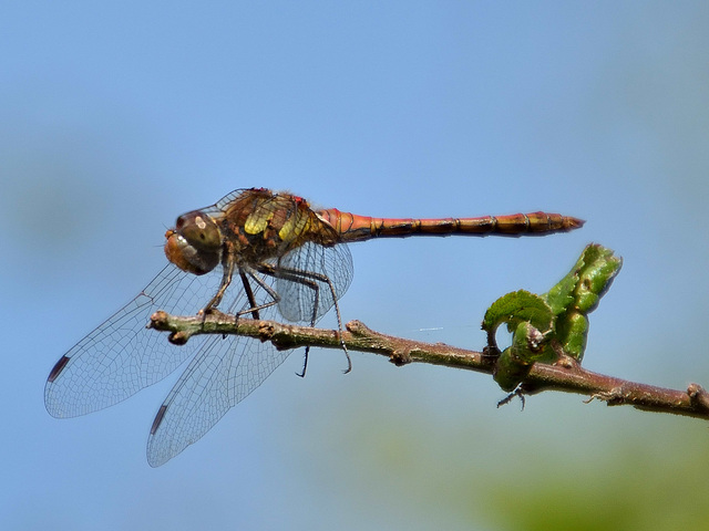 Common Darter m (Sympetrum striolatum) DSB 1510