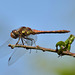 Common Darter m (Sympetrum striolatum) DSB 1510