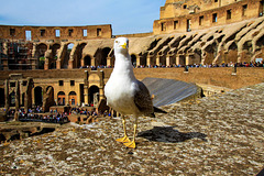 Rom - Strange Encounter inside the Colosseum