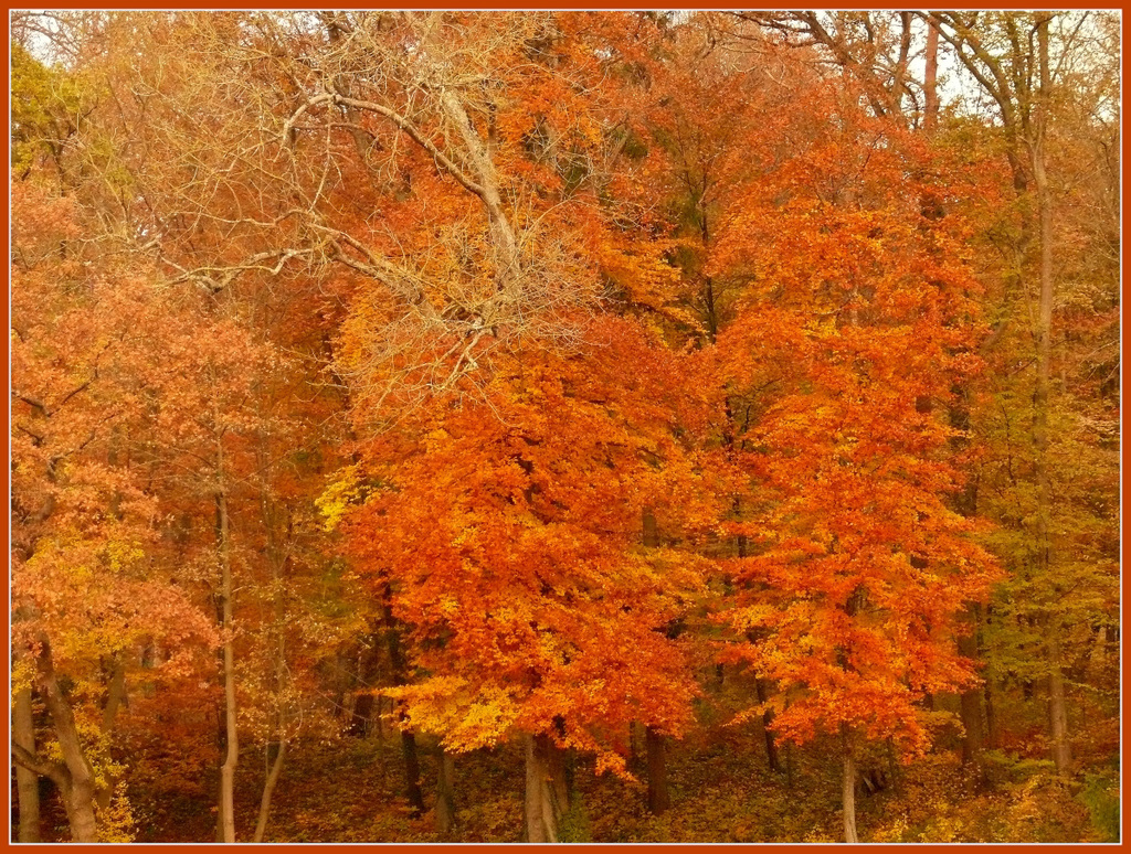 Couleurs d'Automne