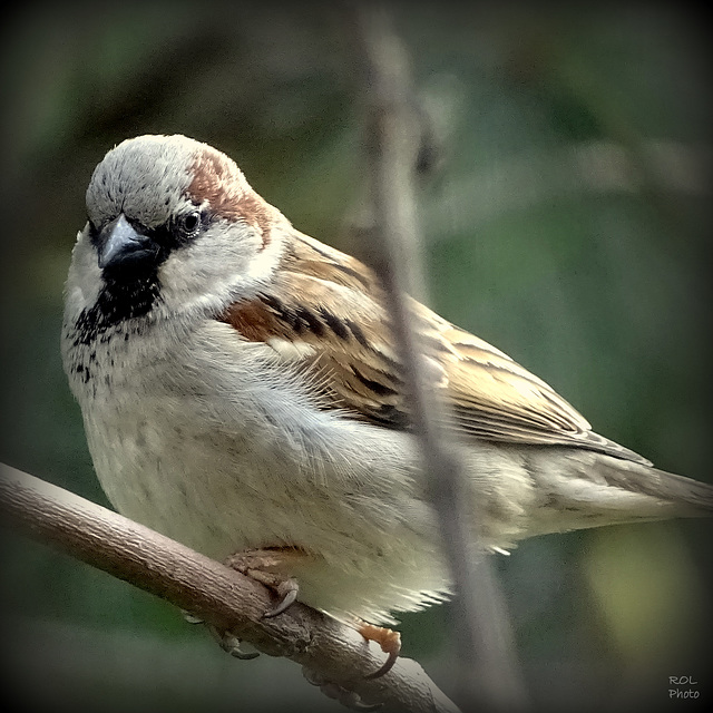 Animal de compagnie j'ai été...! et je suis là.... depuis la préhistoire.!