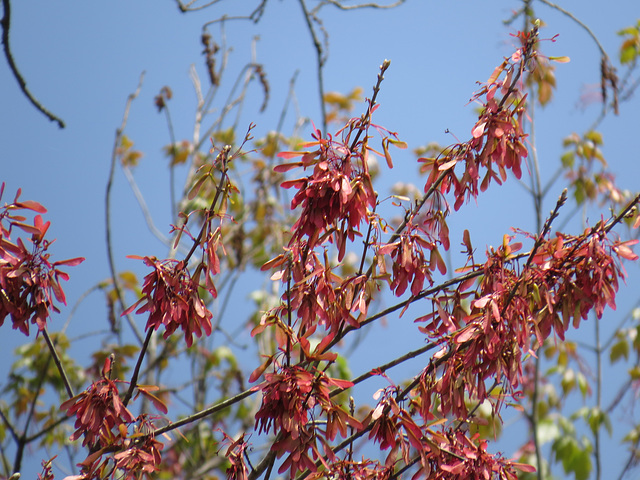 Maple seeds