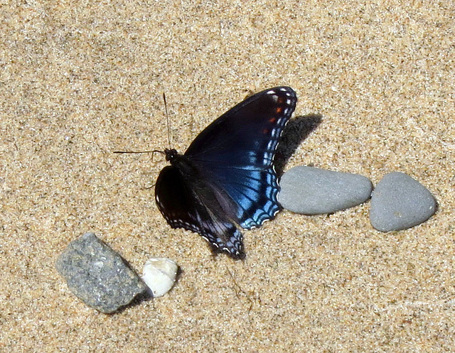 Even butterflies like the beach.