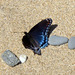 Even butterflies like the beach.