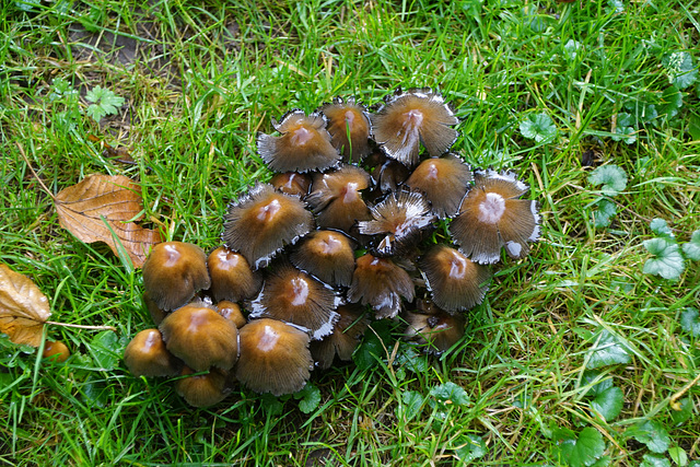 Pilze im Schlosspark Gieboldehausen