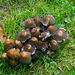 Pilze im Schlosspark Gieboldehausen