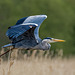 Heron in flight43