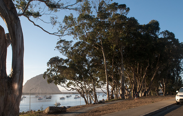 Morro Bay harbor-side / eco history  ( #0517)