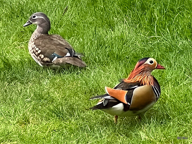 Mandarins