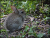 baby rabbit