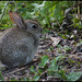 baby rabbit