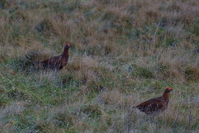 Red Grouse