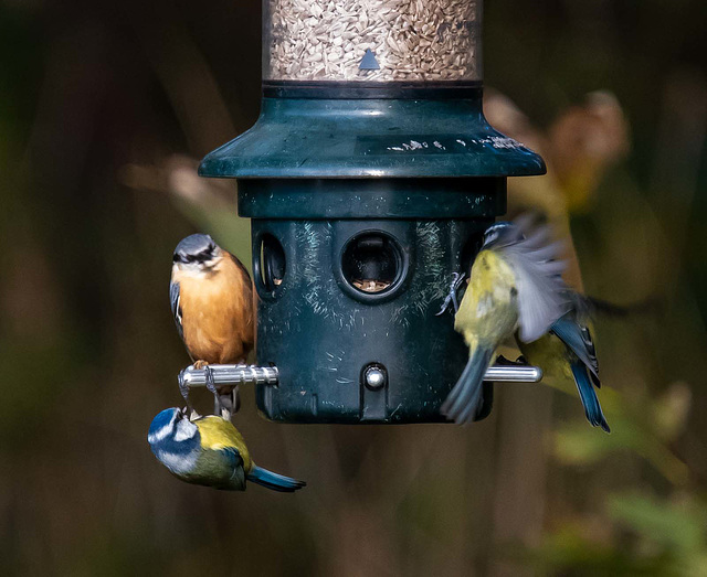 Nuthatch