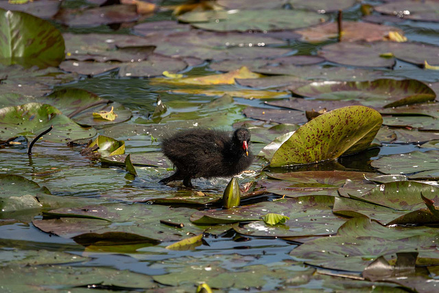 Moorhen chick