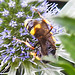 20230719 2462CPw [D~LIP] Flachblättriger Mannstreu (Eryngium planum), Bienenjagende Knotenwespe (Cerceris rybyensis), Bad Salzuflen