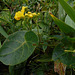 DSCN5316 - chuva-de-ouro Stigmatophyllon ciliatum, Malpighiaceae