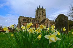 Spring daffodils at St Lawrence's