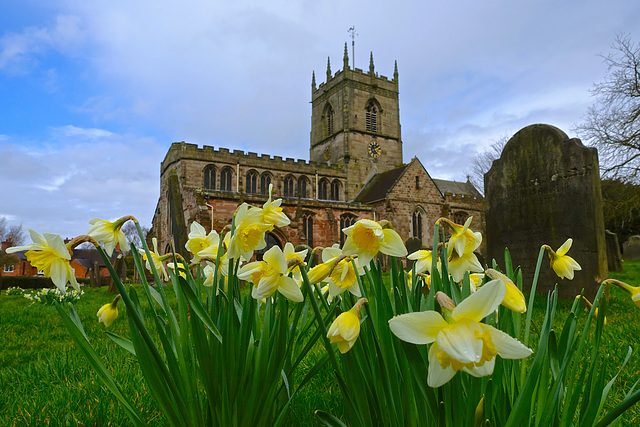 Spring daffodils at St Lawrence's