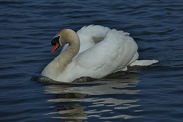 Swan