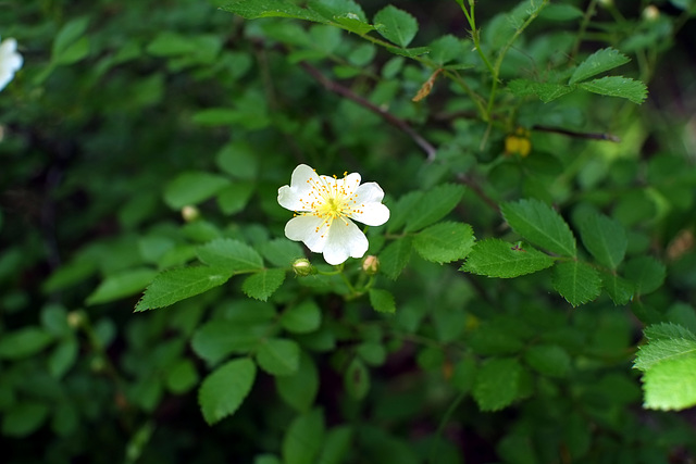 The dreaded multiflora rose