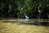 Little Egret at the River