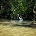 Little Egret at the River
