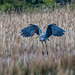 Heron incoming