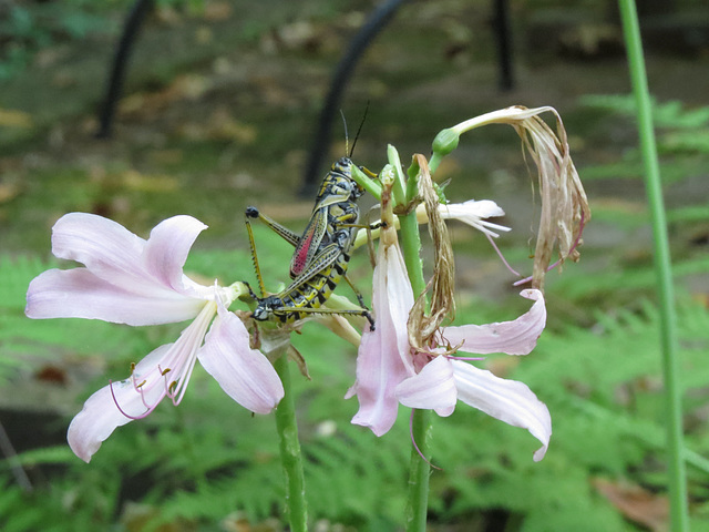 Southeastern lubber grasshopper