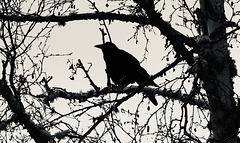 It is better to listen to a crow that lives in trees than to a learned man who lives only in ideas.- Kate Horsley