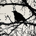 It is better to listen to a crow that lives in trees than to a learned man who lives only in ideas.- Kate Horsley