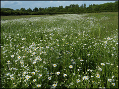 daisy field