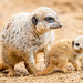 Meerkat with its baby