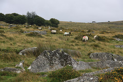 Dartmoor