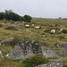 Dartmoor