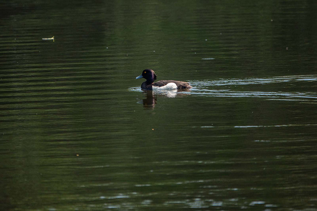 Tufted duck